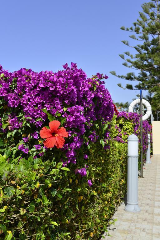 Napa Apts 3* Agia Napa